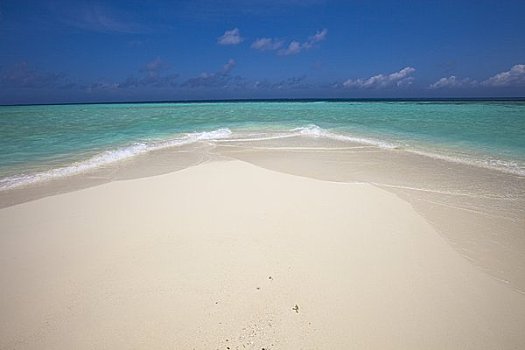 海滩,菩提树,环礁,马尔代夫