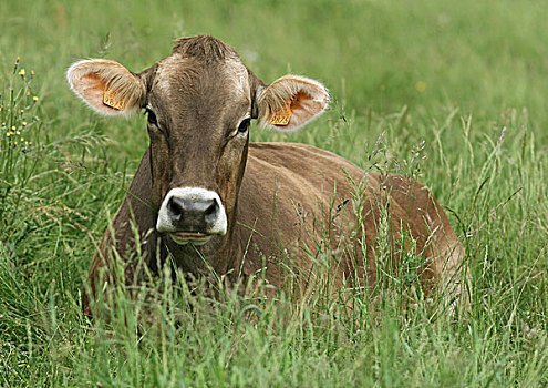 褐色,瑞士,母牛,卧,草丛