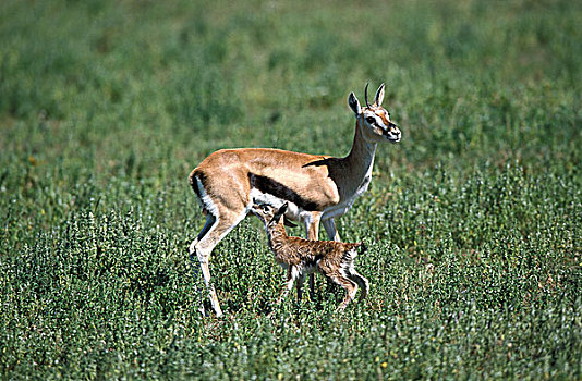 瞪羚,汤氏瞪羚,雌性,诞生,吸吮,马赛马拉,公园,肯尼亚