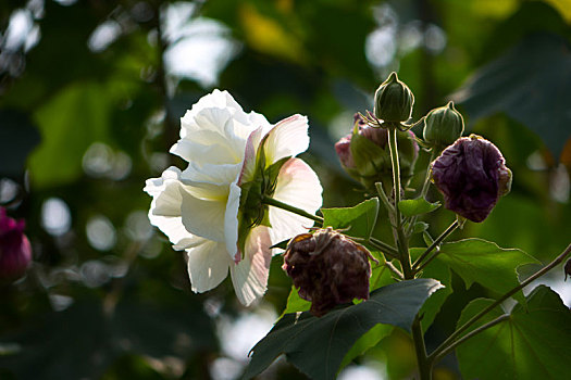 木芙蓉,木莲,芙蓉花