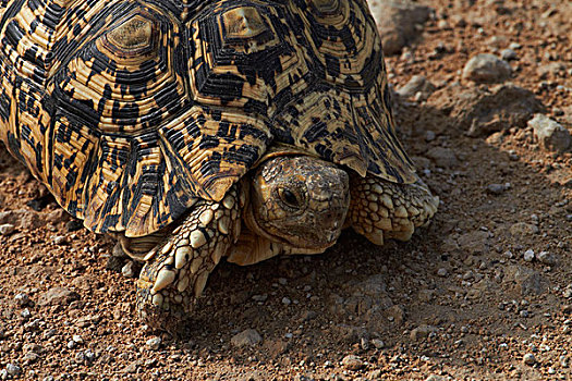 豹纹龟,埃托沙国家公园,纳米比亚,非洲