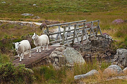 绵羊,穿过,木桥,上方,河,格兰达洛,威克洛郡,爱尔兰