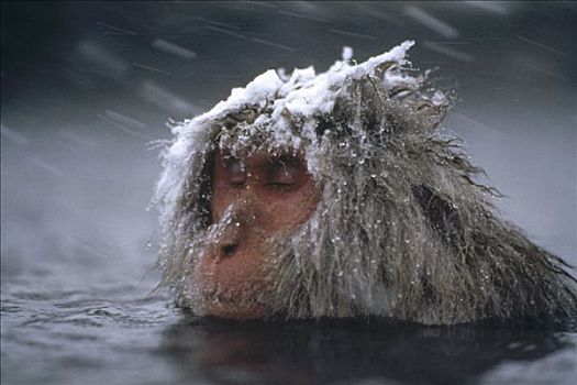 日本猕猴,雪猴,湿透,温泉,暴风雪,日本