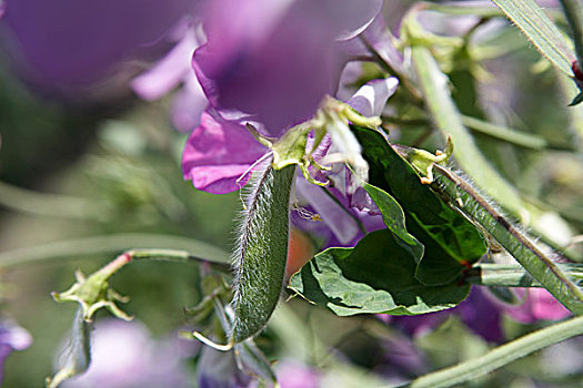 香豌豆