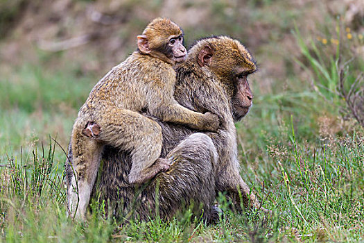 巴巴利猕猴,成年,幼兽,俘获,莱茵兰普法尔茨州,德国,欧洲