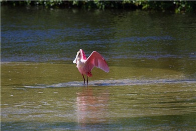 粉红琵鹭图片