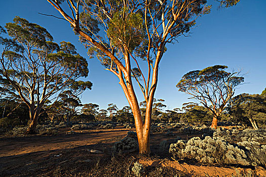 桉树,树,西澳大利亚州,澳大利亚