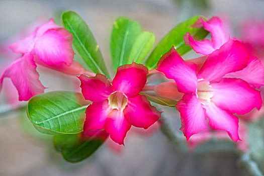 塞班热带植物