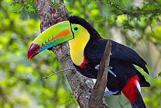 巨嘴鸟,哥斯达黎加,北美