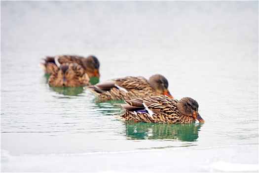 鸭子,冰,水塘