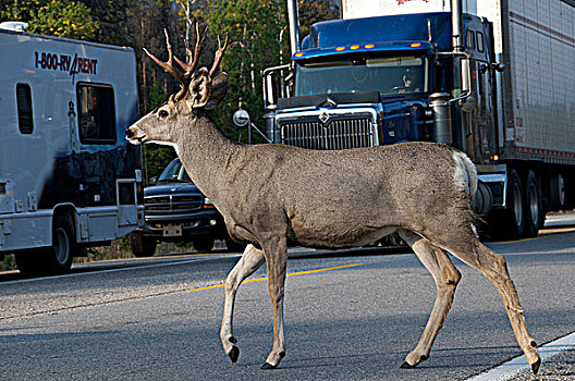 长耳鹿,公鹿,骡鹿,停,交通,公路,碧玉国家公园,艾伯塔省,加拿大