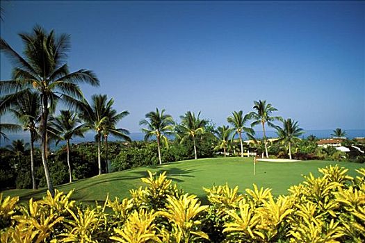 夏威夷,夏威夷大岛,乡村俱乐部,绿色,黄色,植物,前景