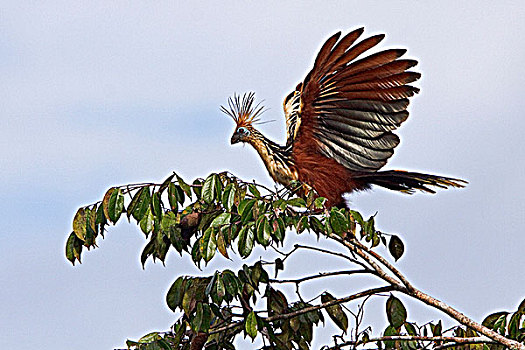 麝雉,栖息,枝条,靠近,河,亚马逊地区,厄瓜多尔