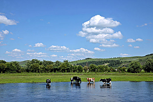 内蒙古呼伦贝尔鄂温克族旗伊敏河畔群牛饮水