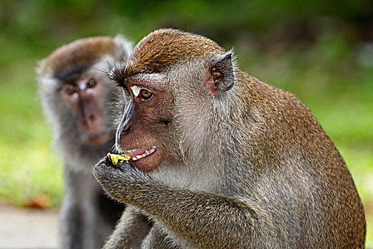 短尾猿,吃,巴戈国家公园,沙捞越,婆罗洲,马来西亚,亚洲
