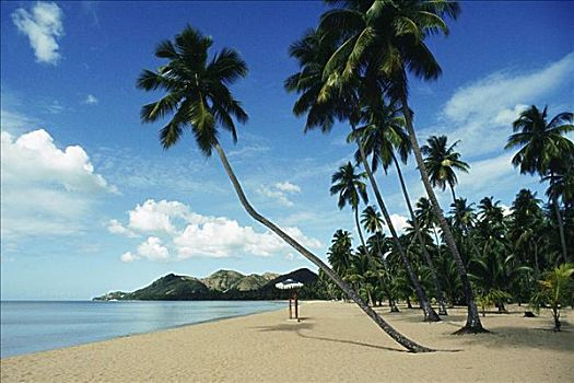 仰视,棕榈树,海滩,波多黎各