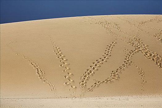 痕迹,沙丘,科拉莱霍,富埃特文图拉岛,加纳利群岛