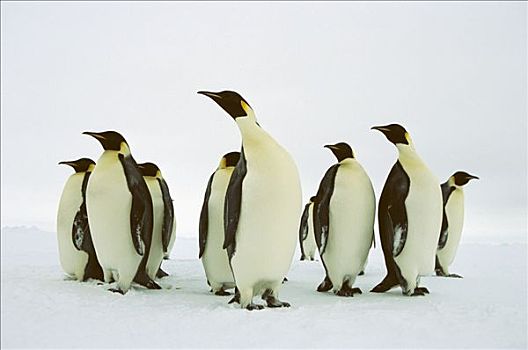 帝企鹅,群,威德尔海,南极