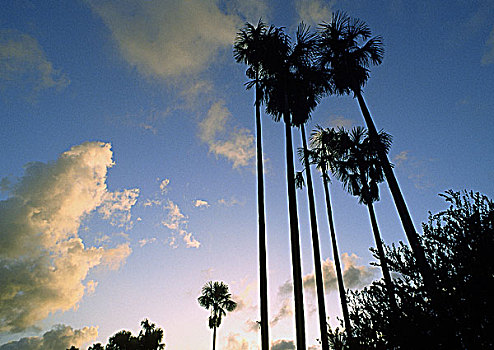 圭亚那,棕榈树,日落