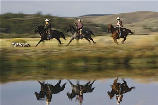 牛仔,骑,家养马,马,狗,跑,旁侧,水塘,俄勒冈