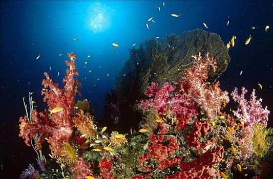 鱼群,游动,深,软珊瑚,海绵,珊瑚海扇,安达曼海,泰国