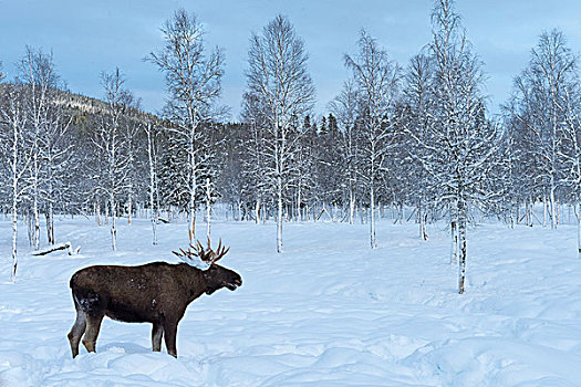 驼鹿,雪中,俘获,挪威,欧洲