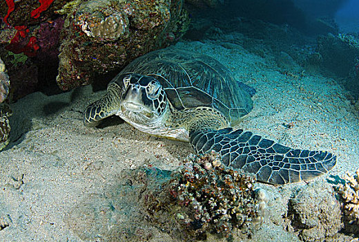 绿海龟,龟类,睡觉,靠近,珊瑚礁,红海,阿布达巴卜,埃及,非洲