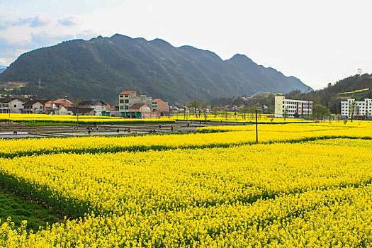 汉中油菜花