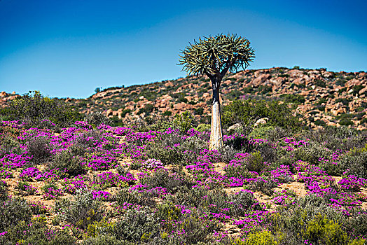 抖树,二歧芦荟,紫色,粉花,花,纳马夸兰,北开普,南非,非洲