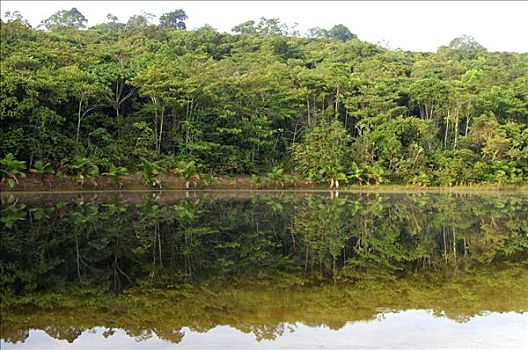湖,热带雨林,亚马逊流域,巴西