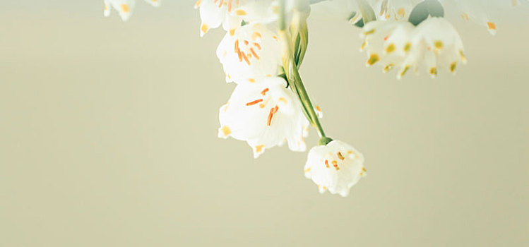 花,春天,雪片莲