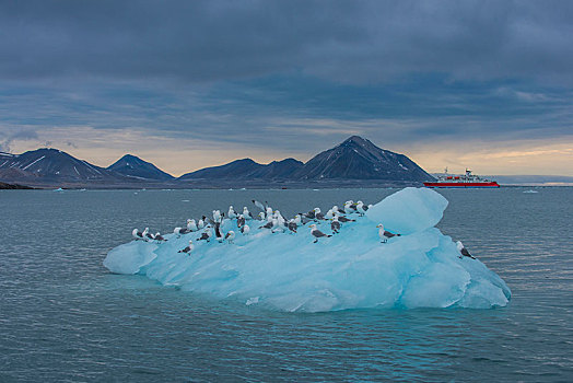 三趾鸥,坐,巨大,块,冰河,冰,探险,船,背景,北极,斯瓦尔巴特群岛,挪威,欧洲