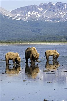 棕熊,潮汐,嘴,大,河,卡特麦国家公园,阿拉斯加