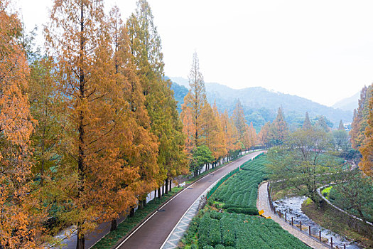 杭州梅家坞梅灵路水杉林秋色航拍