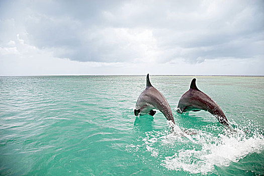 宽吻海豚,跳跃,海洋