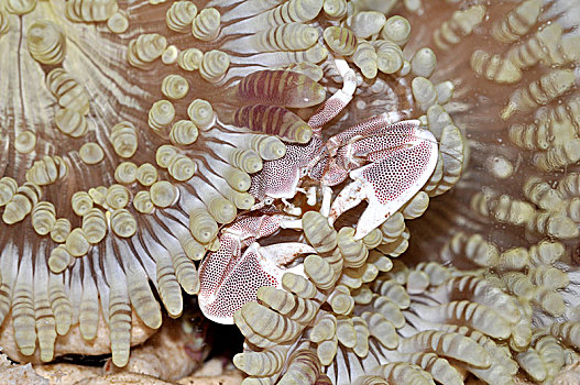 红斑新岩瓷蟹