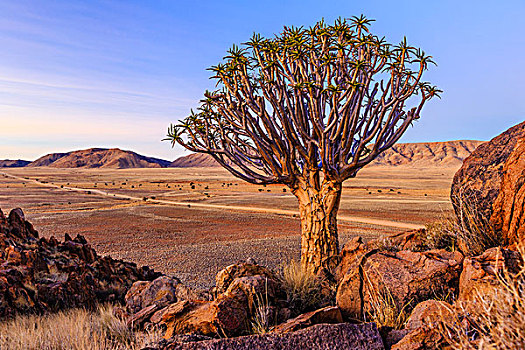 抖树,箭筒树,二歧芦荟,正面,山,纳米比亚,非洲