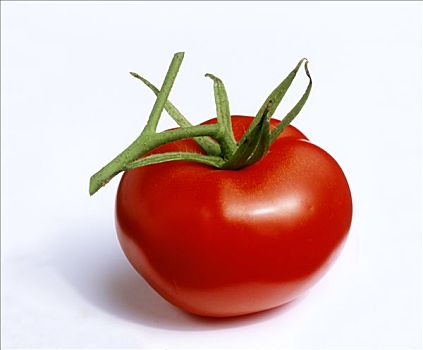 藤,西红柿,白色背景