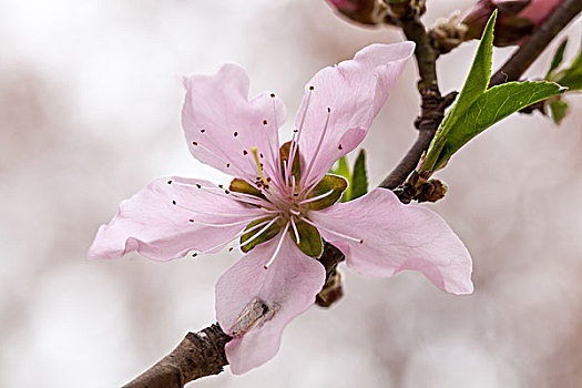 桃花,桃树,桃枝