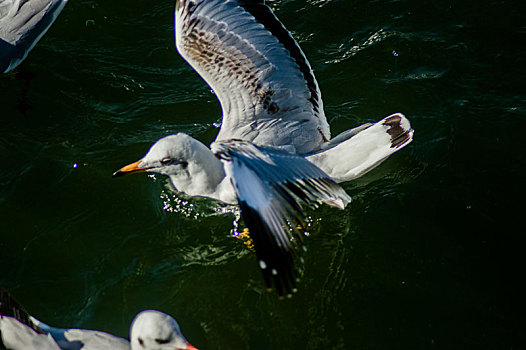 大理洱海海鸥