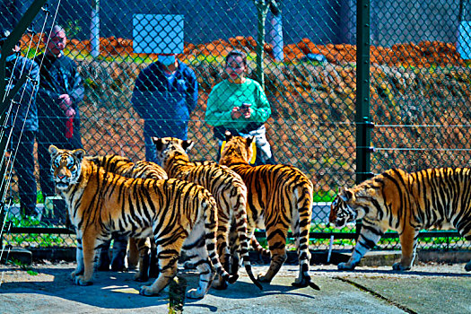 老虎和游客