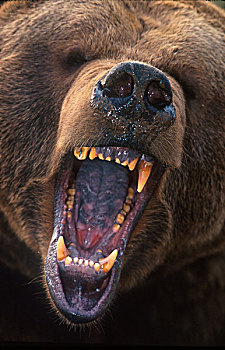 棕熊,熊,特写,嘴,宽,张嘴