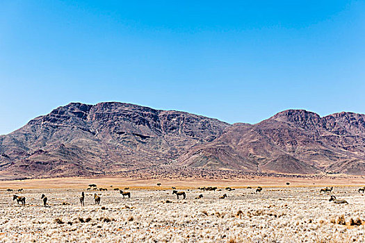 山,斑马,自然保护区,纳米比亚,非洲