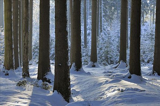 树林,冬天,奥登瓦尔德,黑森州,德国