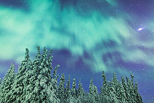 北极光,上方,雪盖,常青树,铜,河谷,阿拉斯加,冬天