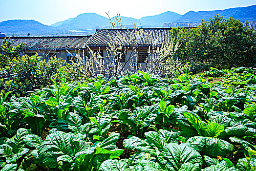 田园,田野,菜地