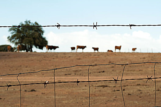 动物,农场,围绕,刺铁丝网