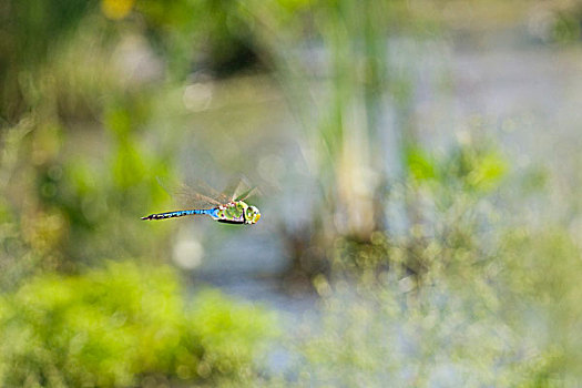 普通,绿色,绿蜻蜓,帝王晏蜓,蜻蜓,飞行,上方,湿地