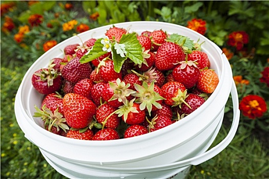 桶,新鲜,草莓,花园