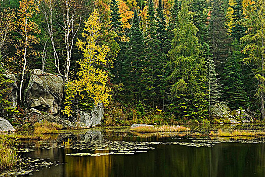 秋色,湿地,阿尔冈金省立公园,安大略省,加拿大